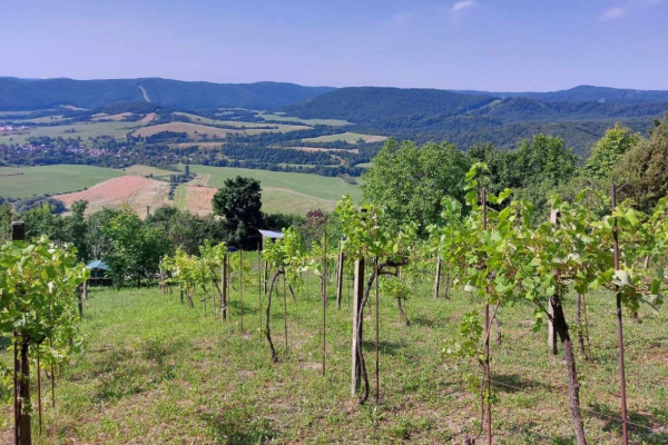 Predaj: Vinica s pozemkom 2 646m² – Hrušov, úpätie Silickej planiny