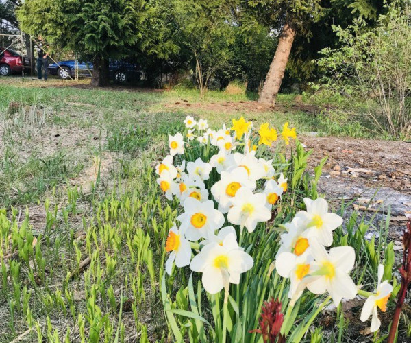 Krásna veľká slnečná záhrada Košice - Šaca