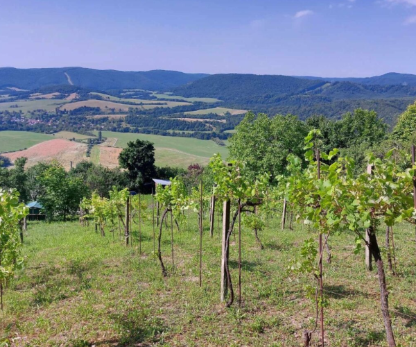Predaj: Vinica s pozemkom 2 646m² – Hrušov, úpätie Silickej planiny